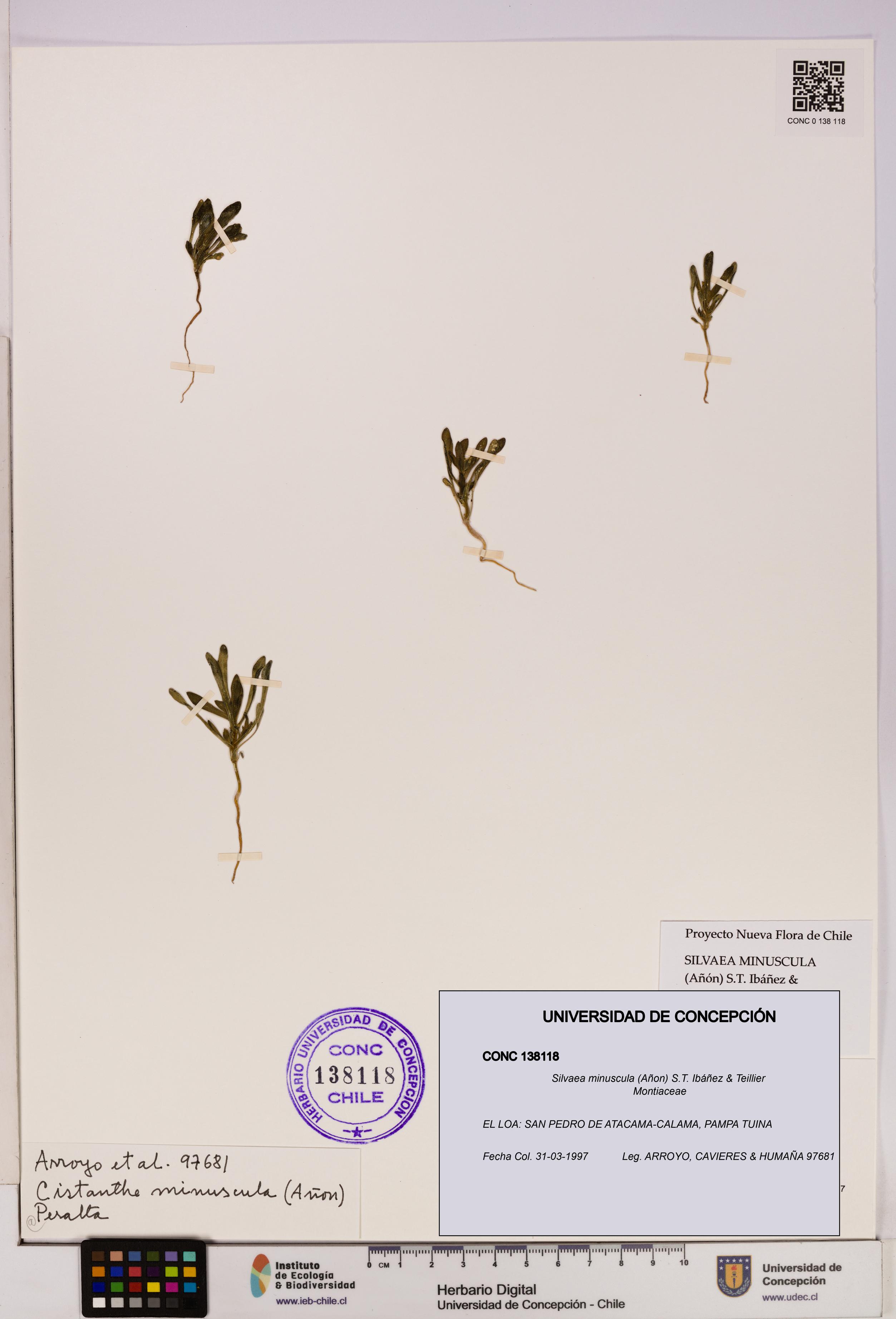 Silvaea minuscula [Espécimen: UDEC:CONC:0138118]