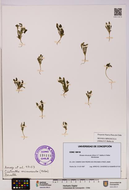 Silvaea minuscula [Espécimen: UDEC:CONC:0138119]