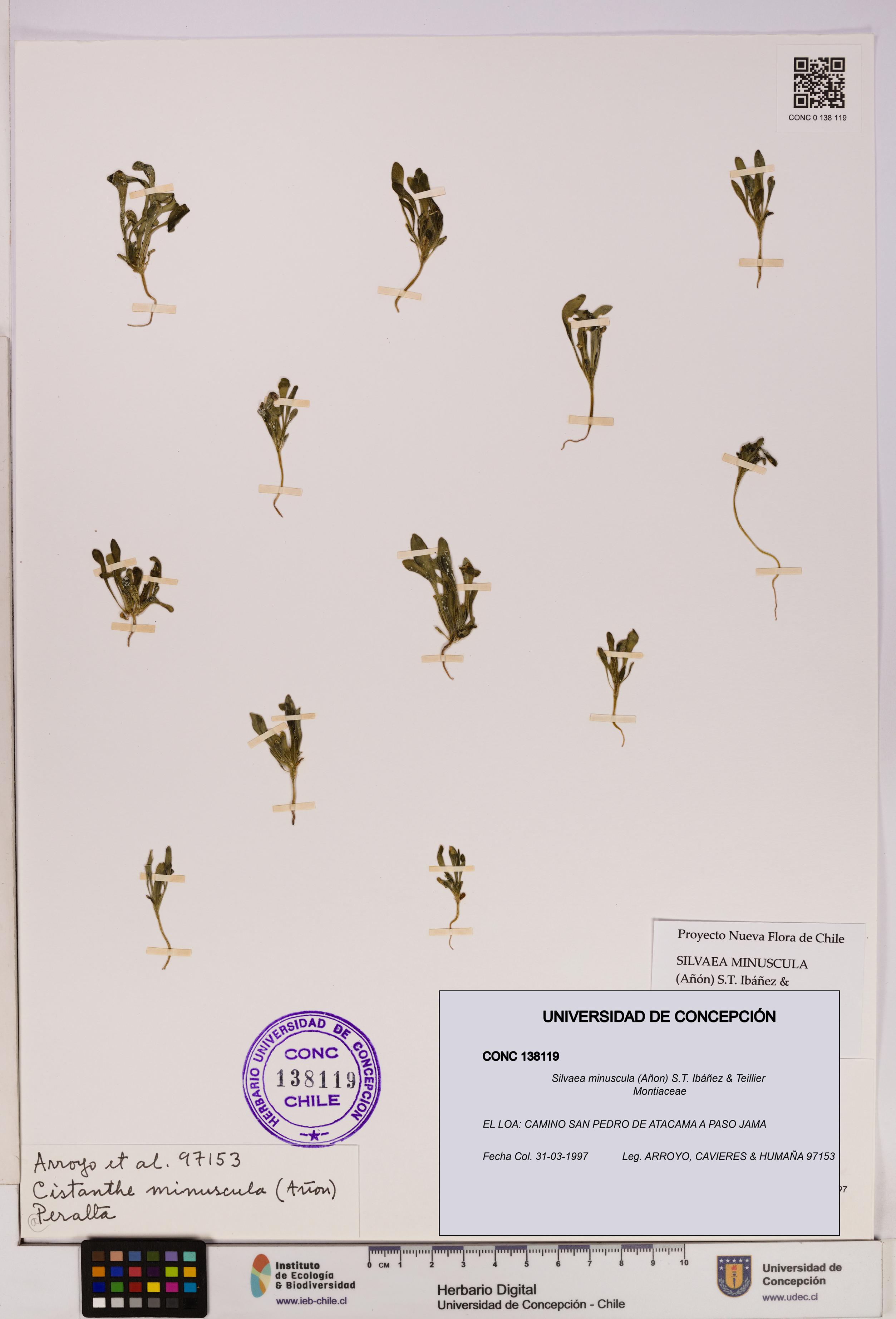 Silvaea minuscula [Espécimen: UDEC:CONC:0138119]