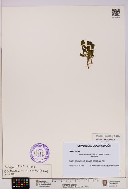Silvaea minuscula [Espécimen: UDEC:CONC:0138120]