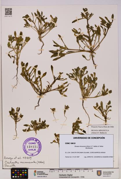 Silvaea minuscula [Espécimen: UDEC:CONC:0138121]