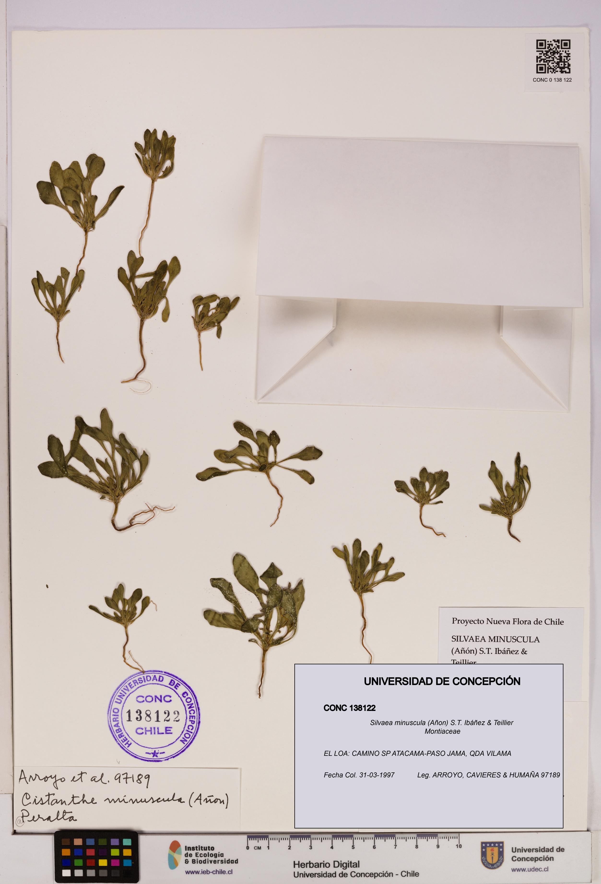 Silvaea minuscula [Espécimen: UDEC:CONC:0138122]