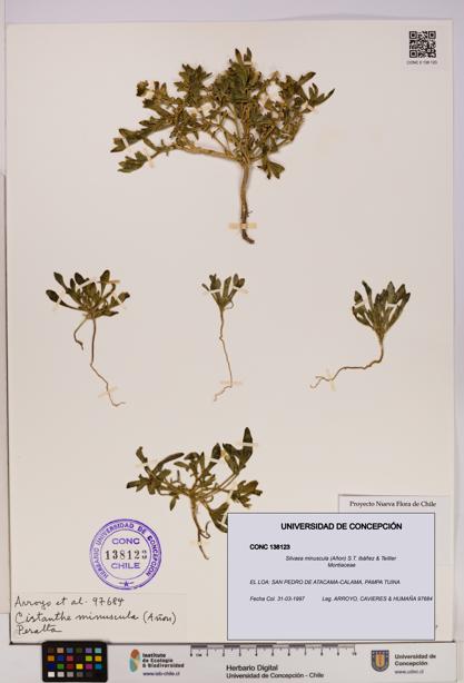 Silvaea minuscula [Espécimen: UDEC:CONC:0138123]