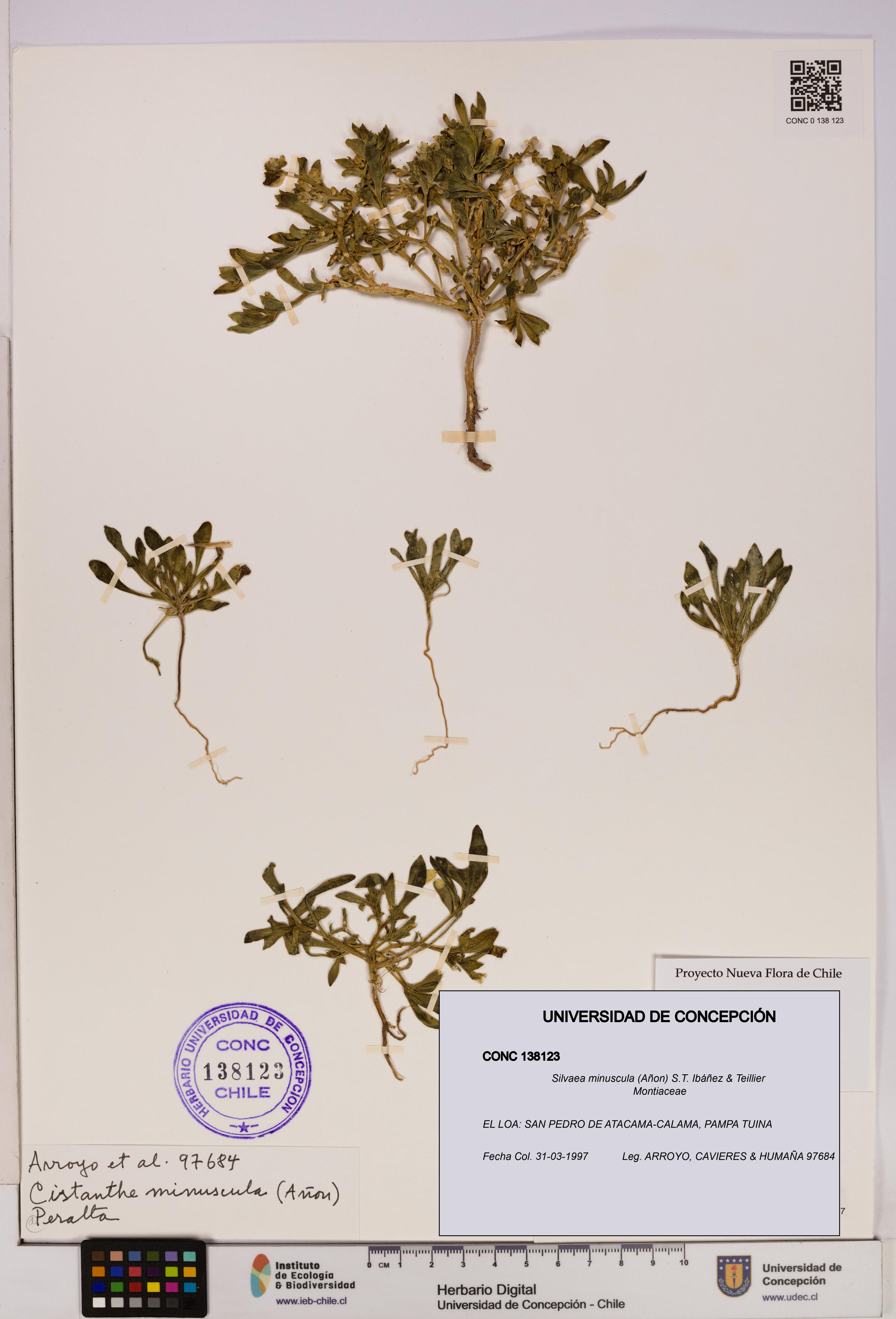 Silvaea minuscula [Espécimen: UDEC:CONC:0138123]