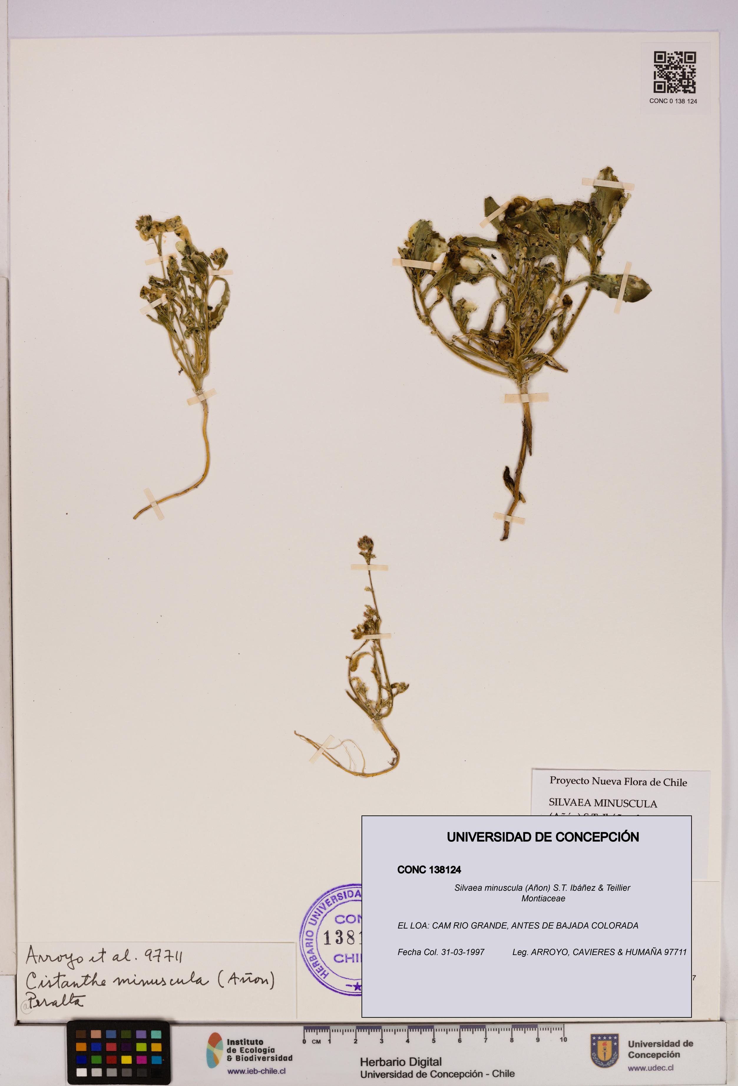 Silvaea minuscula [Espécimen: UDEC:CONC:0138124]