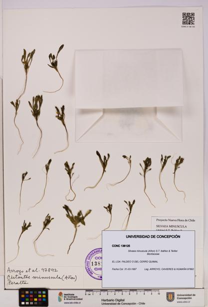 Silvaea minuscula [Espécimen: UDEC:CONC:0138125]