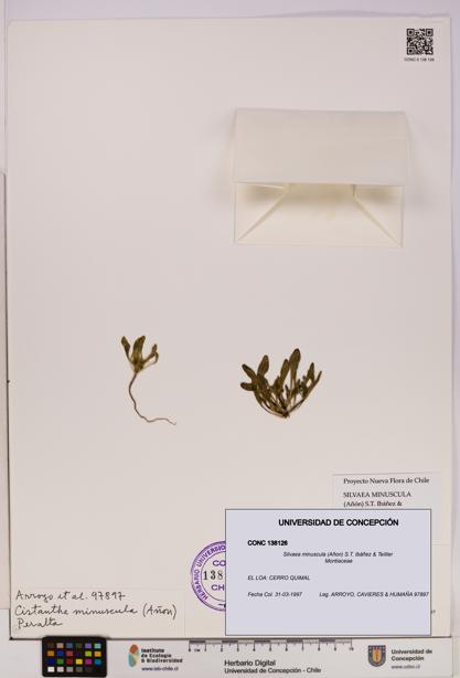 Silvaea minuscula [Espécimen: UDEC:CONC:0138126]