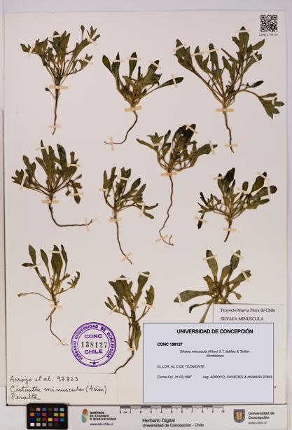 Silvaea minuscula [Espécimen: UDEC:CONC:0138127]