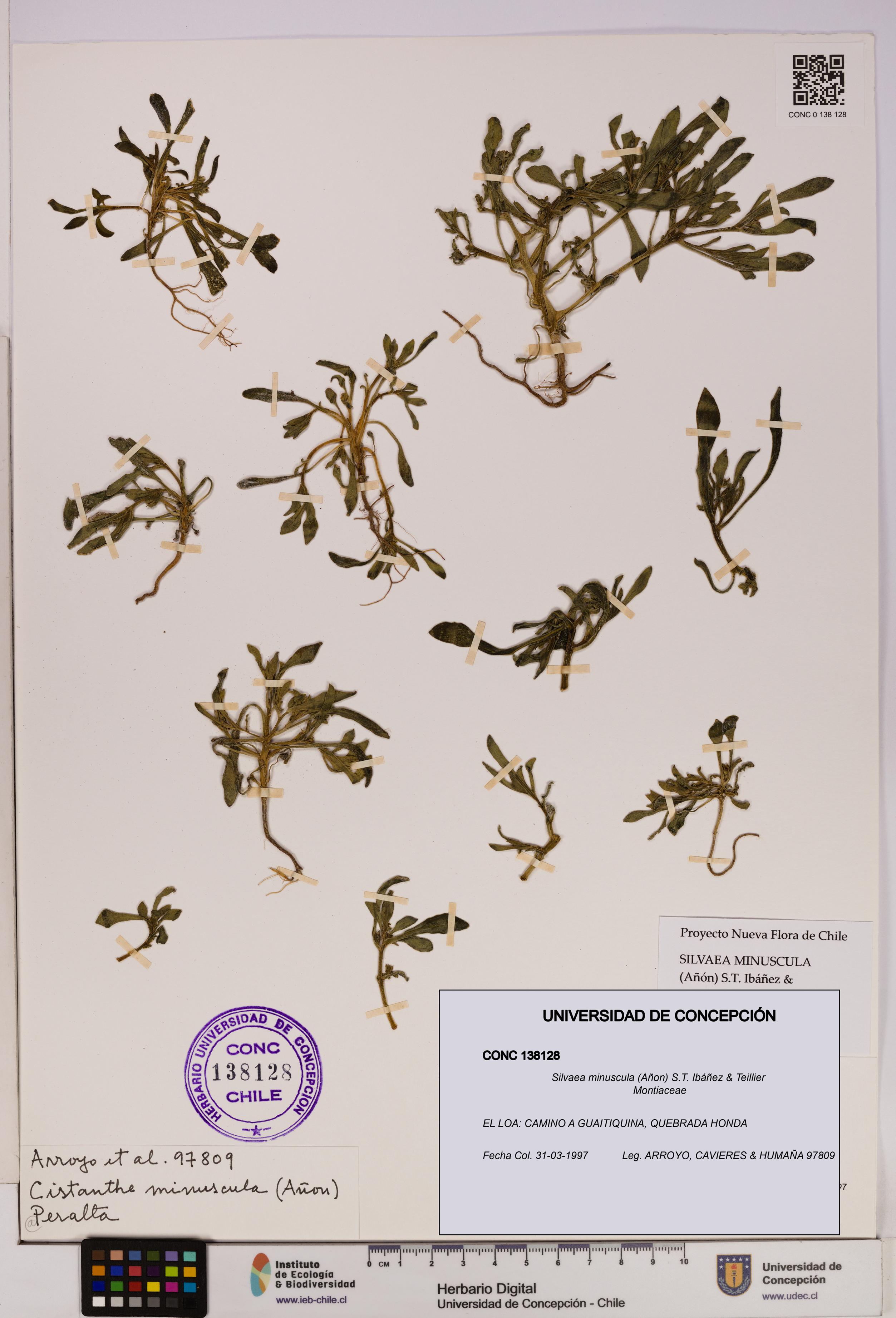 Silvaea minuscula [Espécimen: UDEC:CONC:0138128]