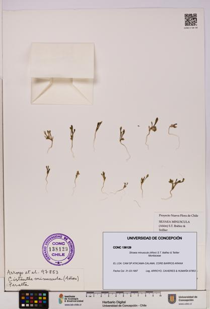 Silvaea minuscula [Espécimen: UDEC:CONC:0138129]
