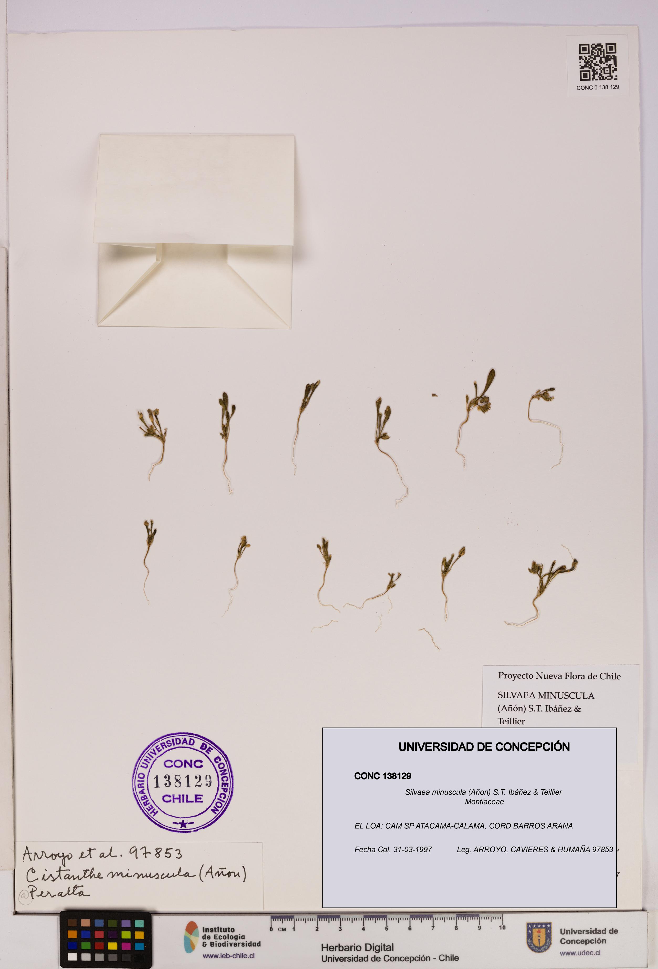 Silvaea minuscula [Espécimen: UDEC:CONC:0138129]
