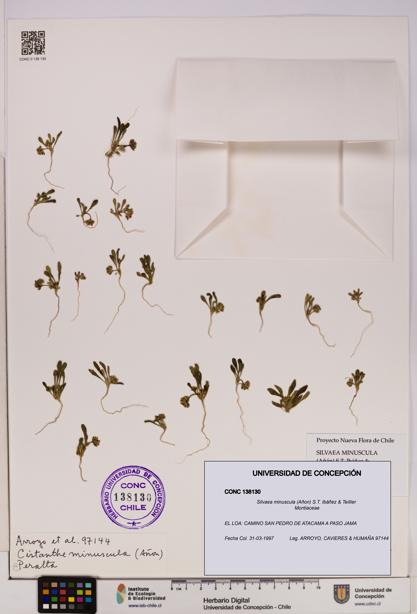 Silvaea minuscula [Espécimen: UDEC:CONC:0138130]