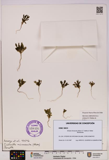 Silvaea minuscula [Espécimen: UDEC:CONC:0138131]