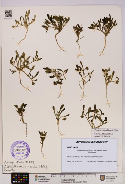 Silvaea minuscula [Espécimen: UDEC:CONC:0138132]