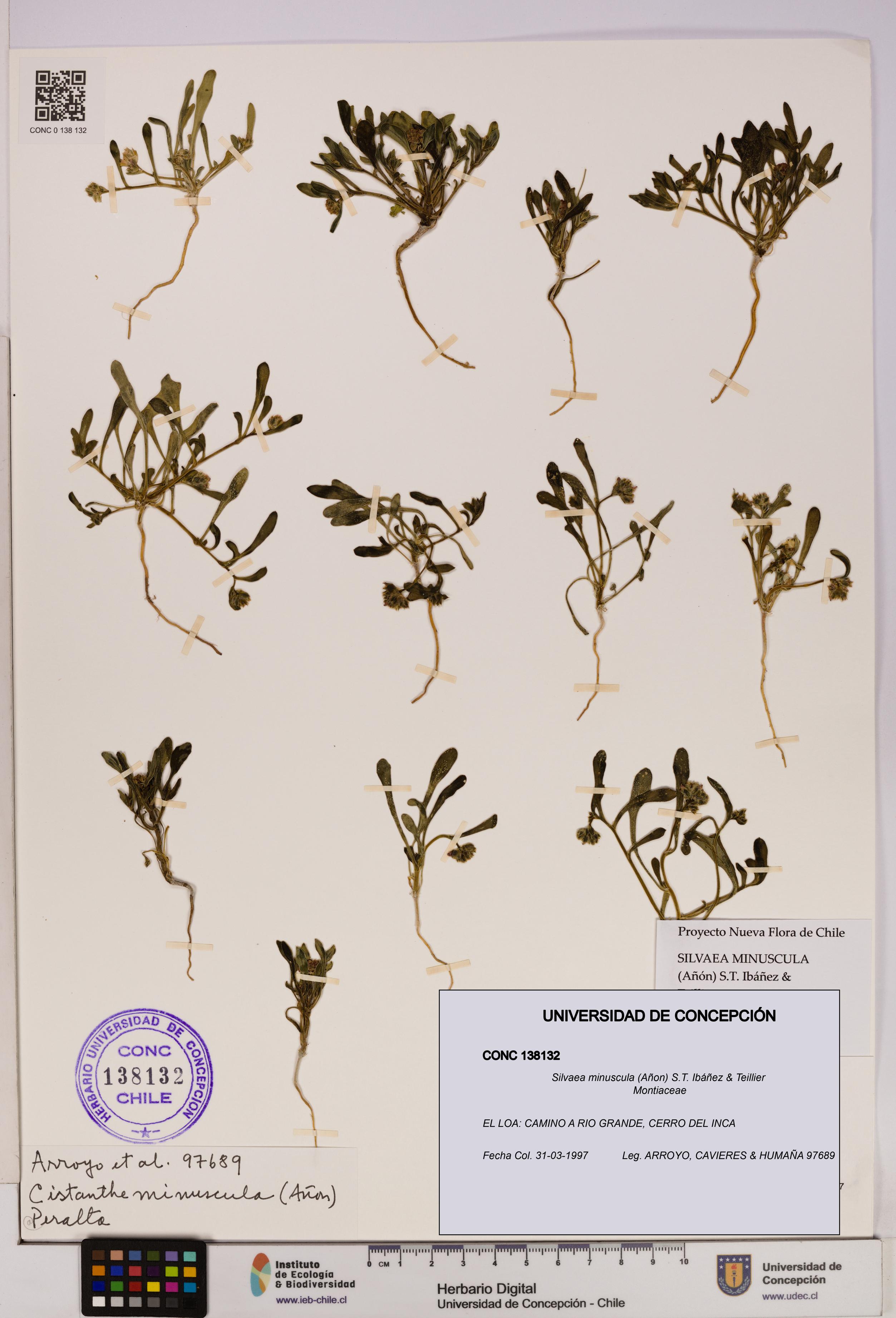 Silvaea minuscula [Espécimen: UDEC:CONC:0138132]