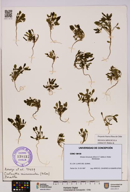 Silvaea minuscula [Espécimen: UDEC:CONC:0138133]