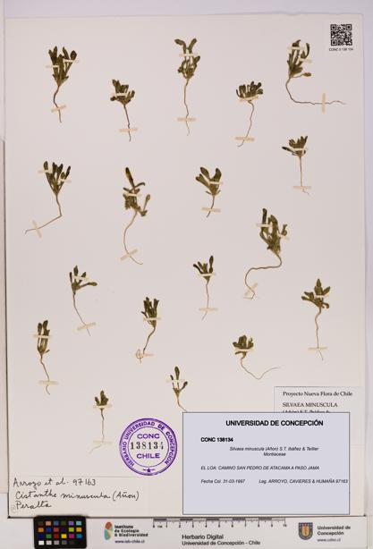 Silvaea minuscula [Espécimen: UDEC:CONC:0138134]