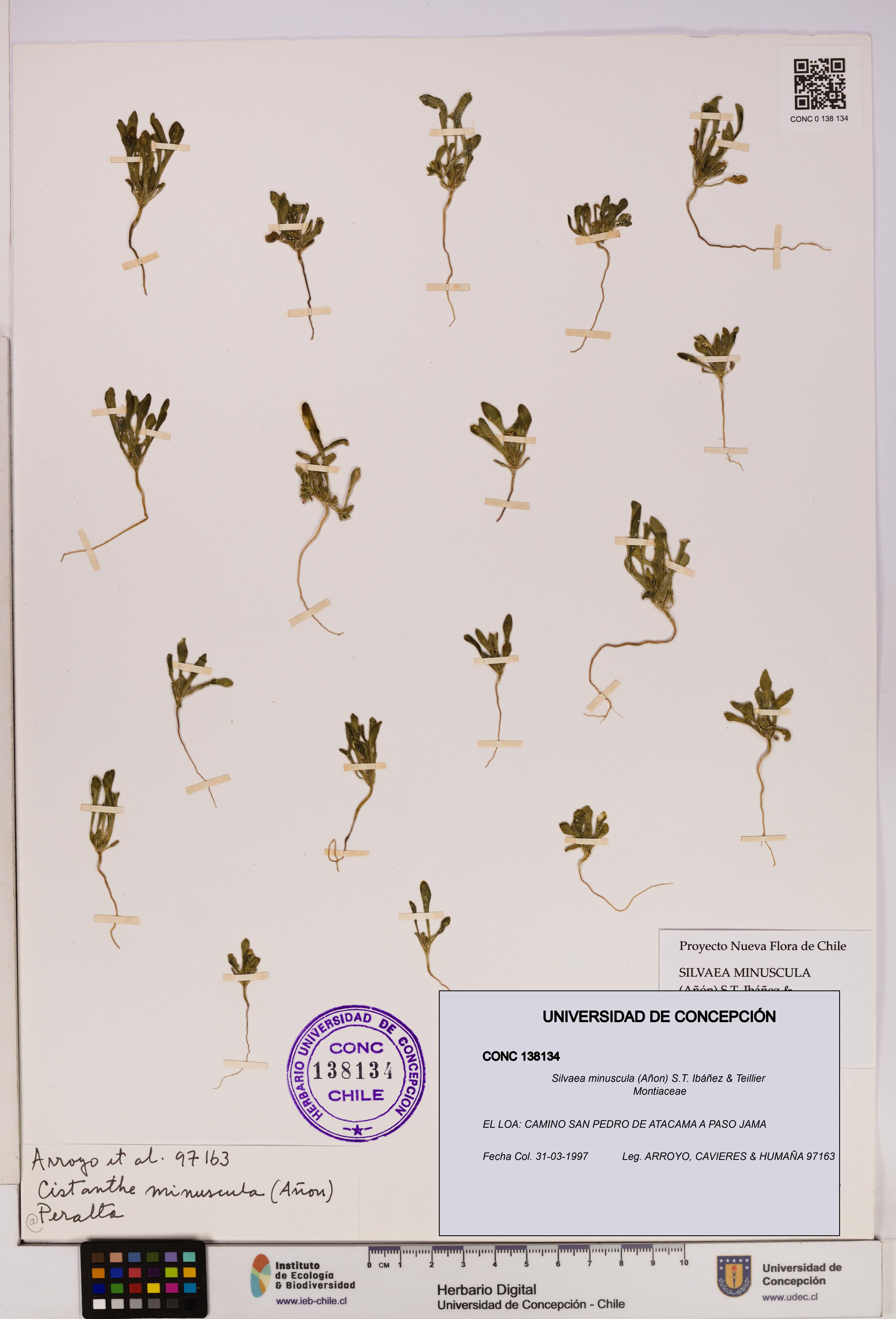 Silvaea minuscula [Espécimen: UDEC:CONC:0138134]