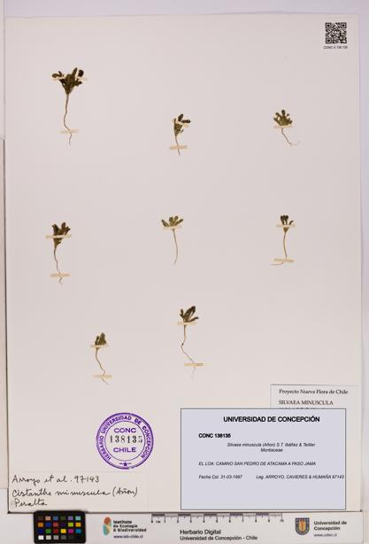 Silvaea minuscula [Espécimen: UDEC:CONC:0138135]