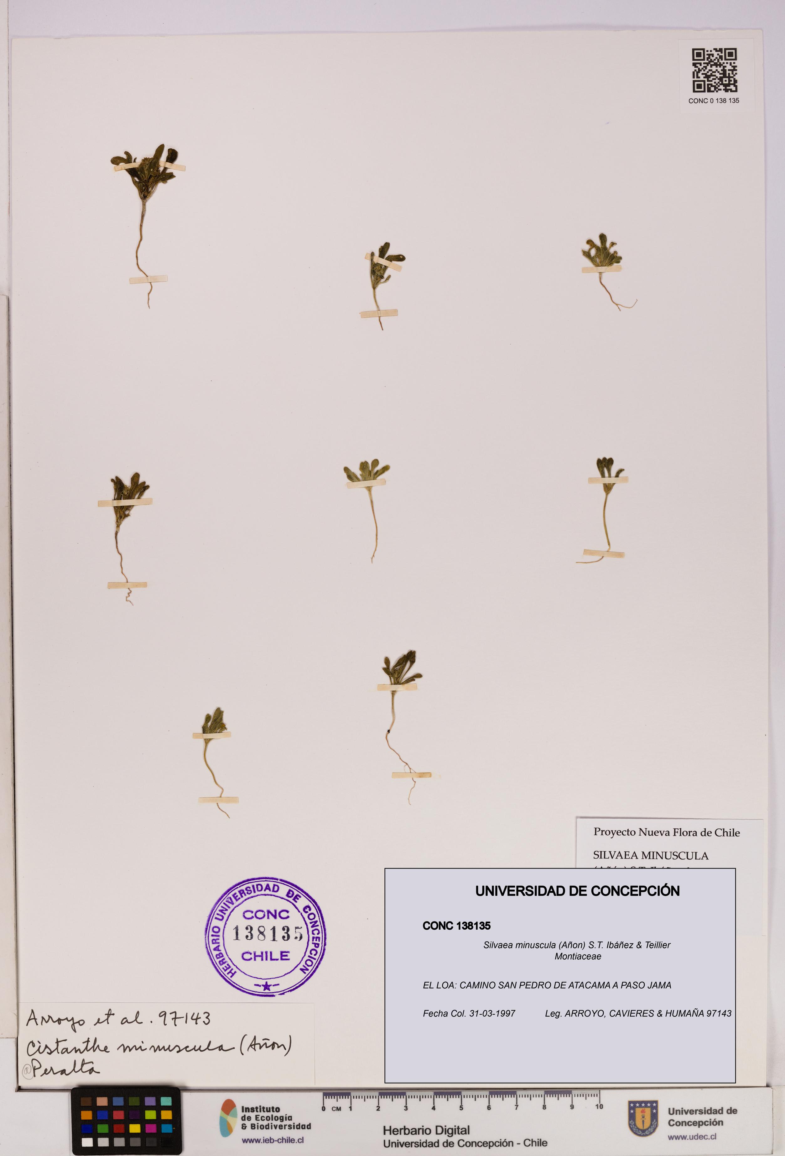 Silvaea minuscula [Espécimen: UDEC:CONC:0138135]