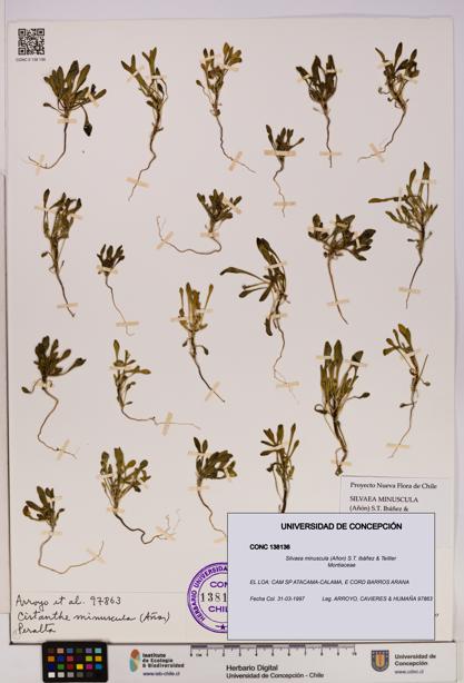 Silvaea minuscula [Espécimen: UDEC:CONC:0138136]