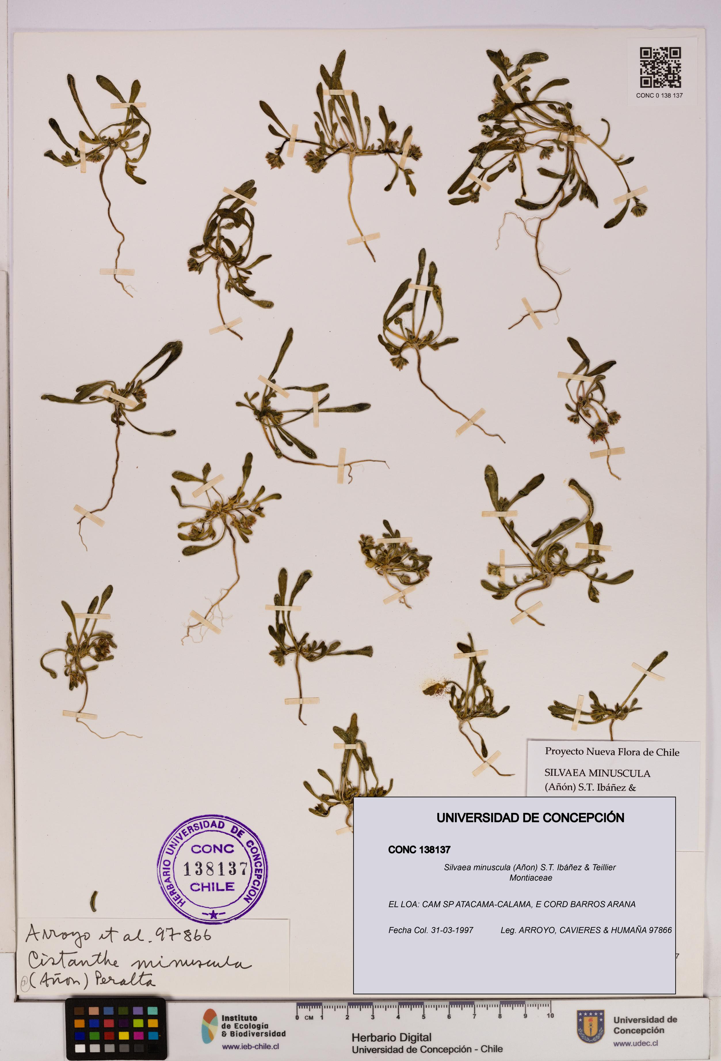 Silvaea minuscula [Espécimen: UDEC:CONC:0138137]