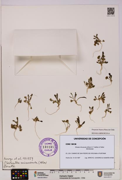 Silvaea minuscula [Espécimen: UDEC:CONC:0138138]