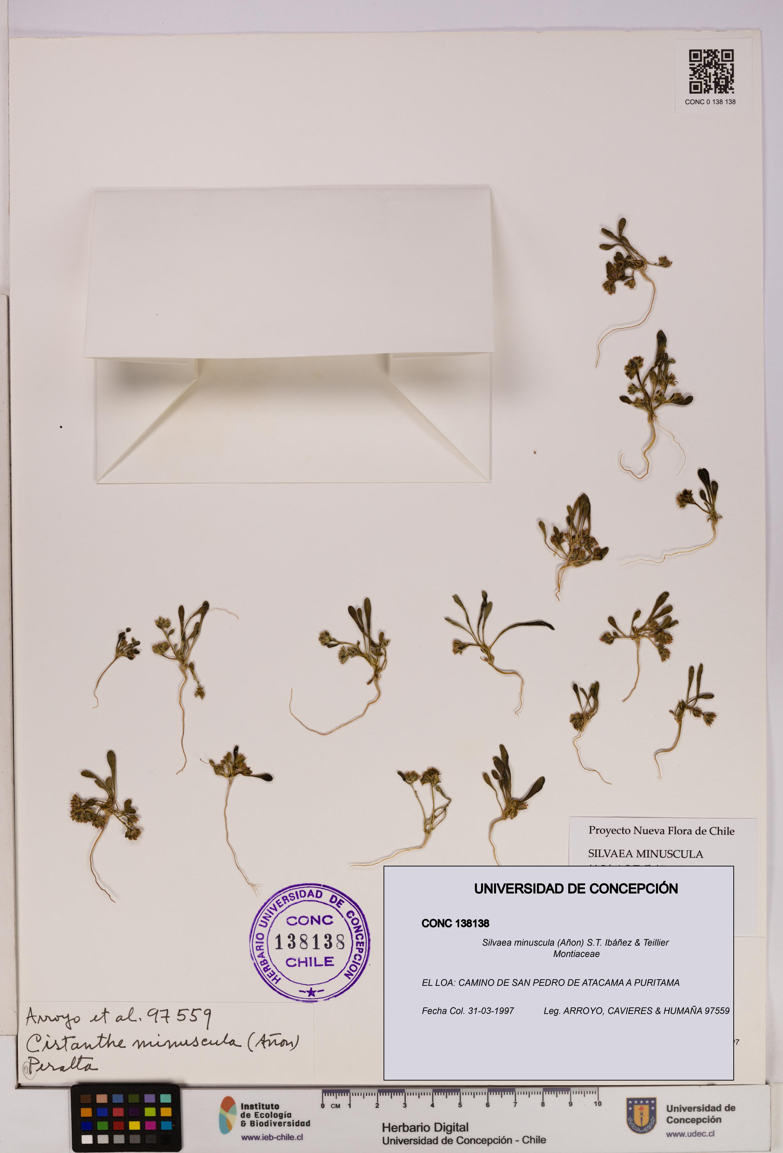 Silvaea minuscula [Espécimen: UDEC:CONC:0138138]
