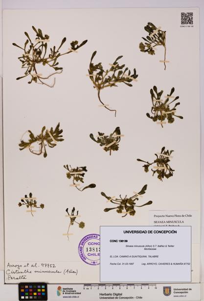 Silvaea minuscula [Espécimen: UDEC:CONC:0138139]