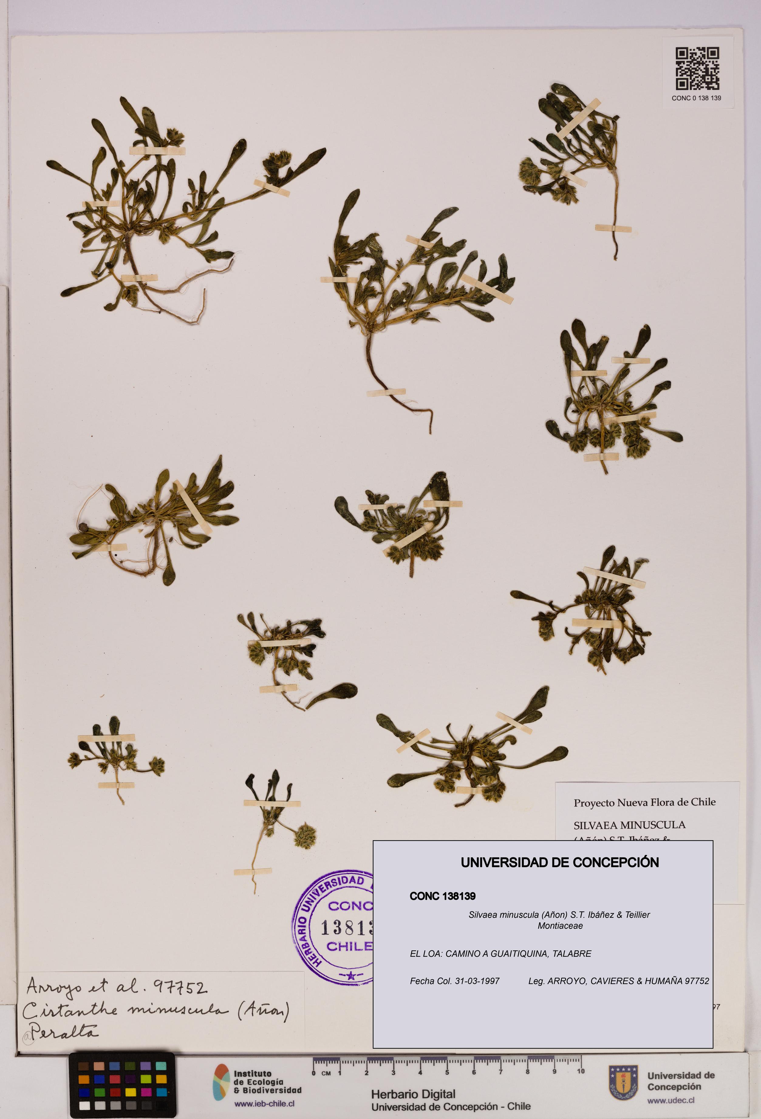 Silvaea minuscula [Espécimen: UDEC:CONC:0138139]