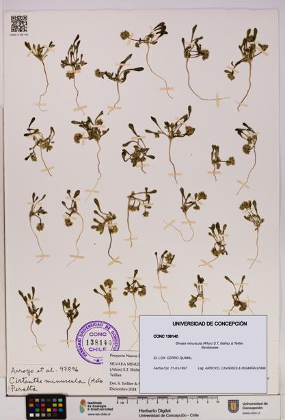 Silvaea minuscula [Espécimen: UDEC:CONC:0138140]
