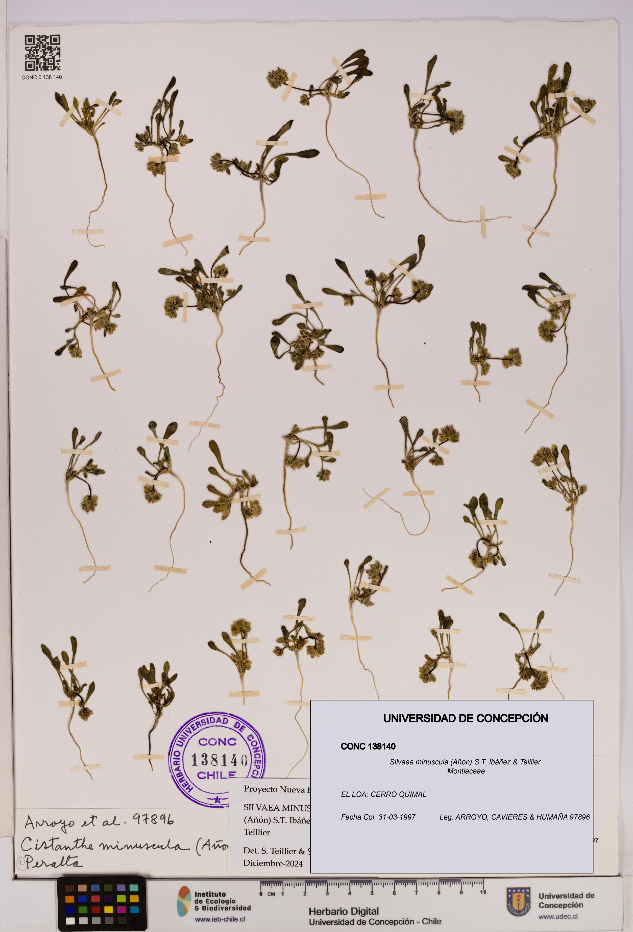 Silvaea minuscula [Espécimen: UDEC:CONC:0138140]