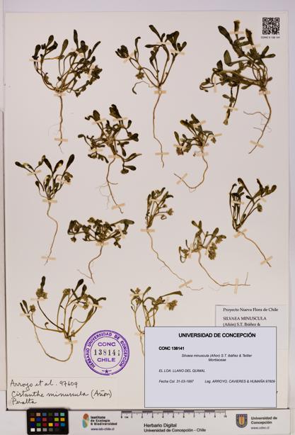 Silvaea minuscula [Espécimen: UDEC:CONC:0138141]
