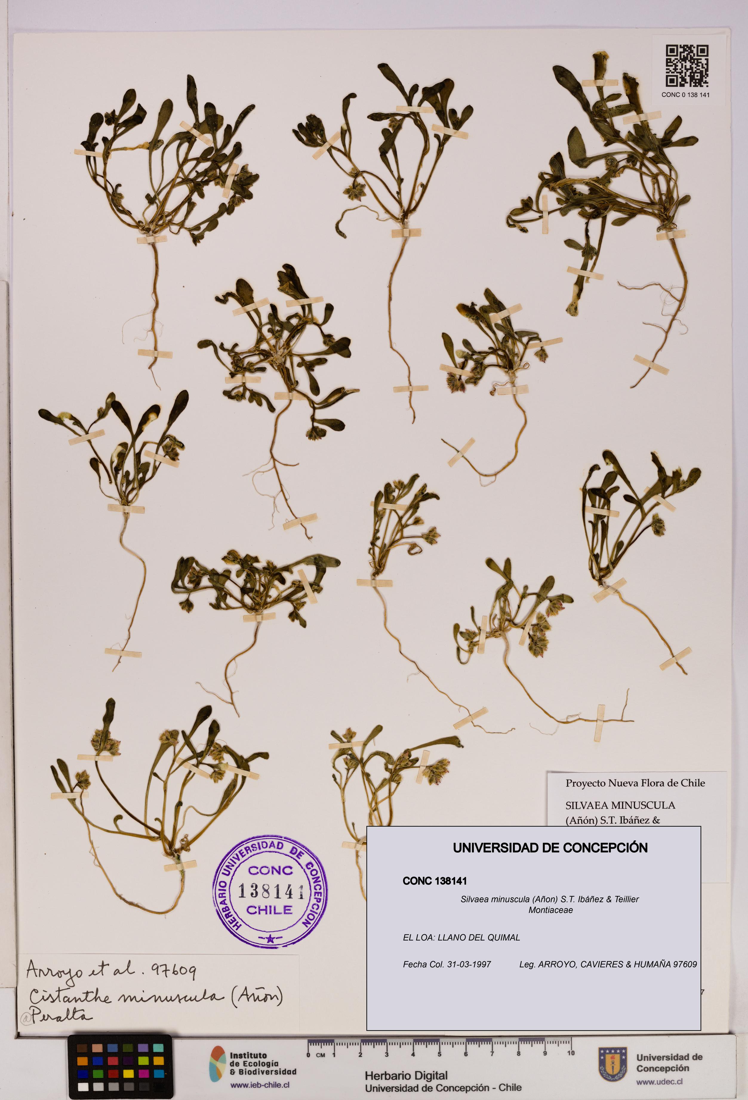 Silvaea minuscula [Espécimen: UDEC:CONC:0138141]