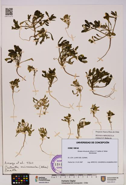 Silvaea minuscula [Espécimen: UDEC:CONC:0138142]