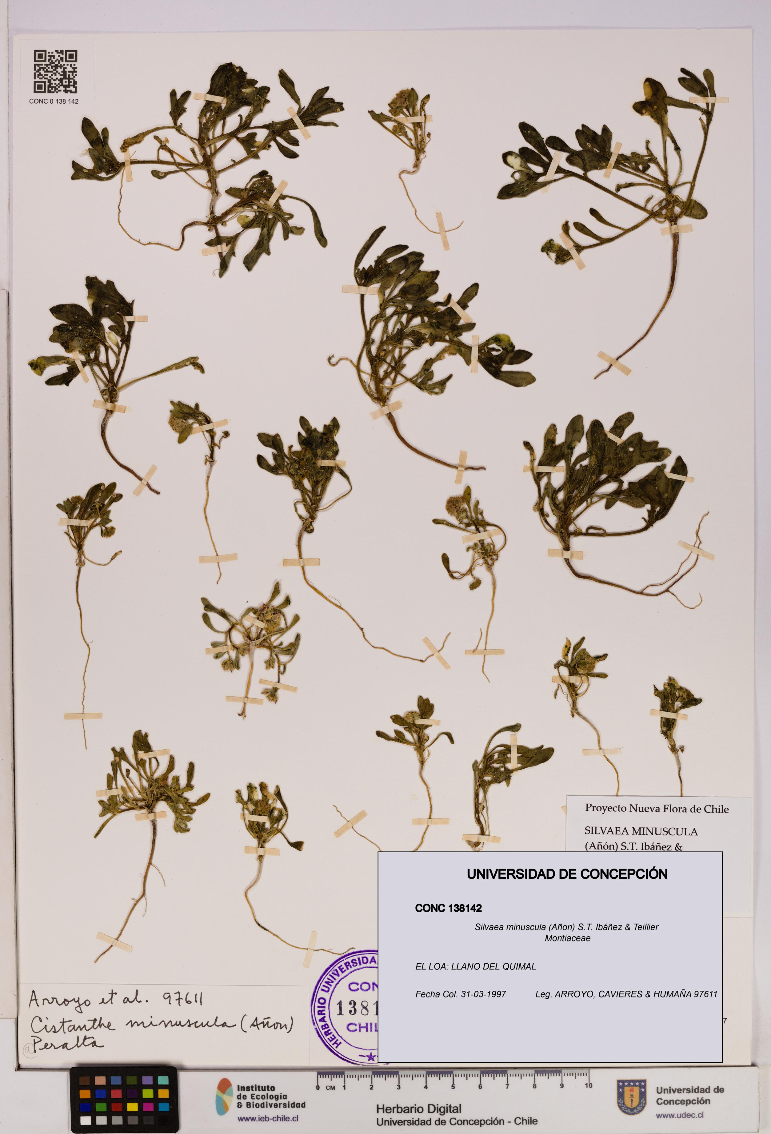 Silvaea minuscula [Espécimen: UDEC:CONC:0138142]