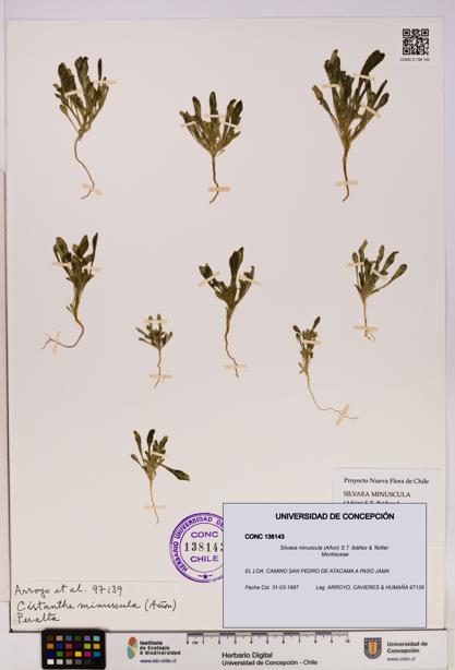 Silvaea minuscula [Espécimen: UDEC:CONC:0138143]
