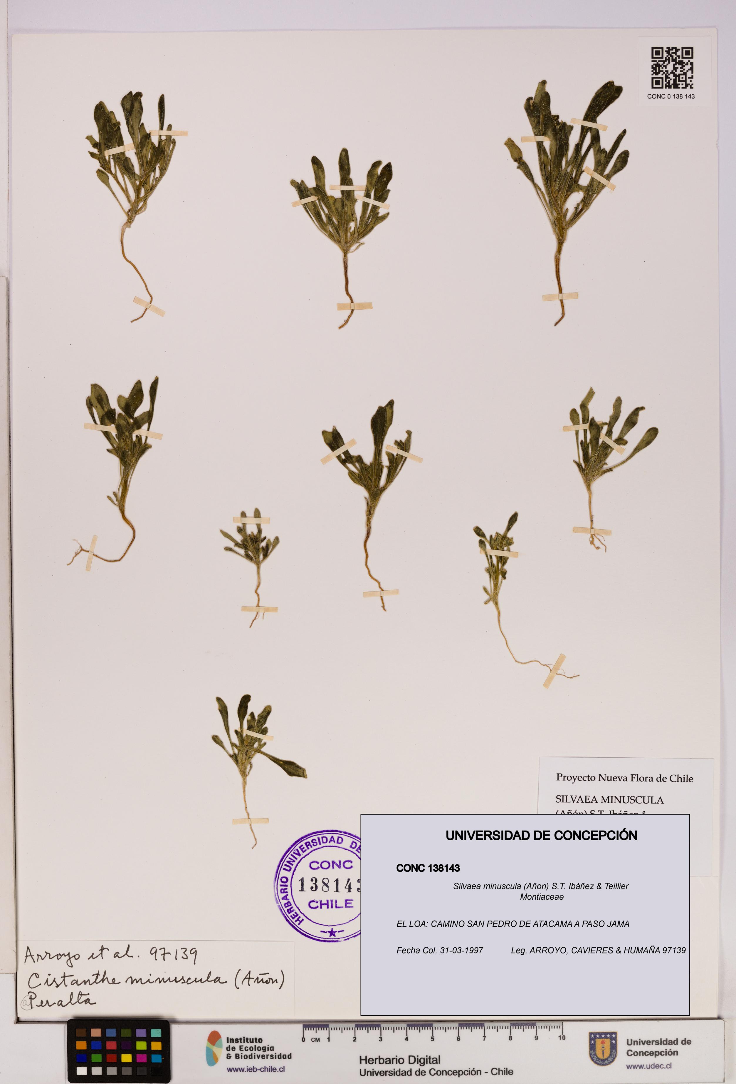 Silvaea minuscula [Espécimen: UDEC:CONC:0138143]