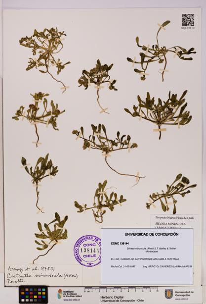 Silvaea minuscula [Espécimen: UDEC:CONC:0138144]