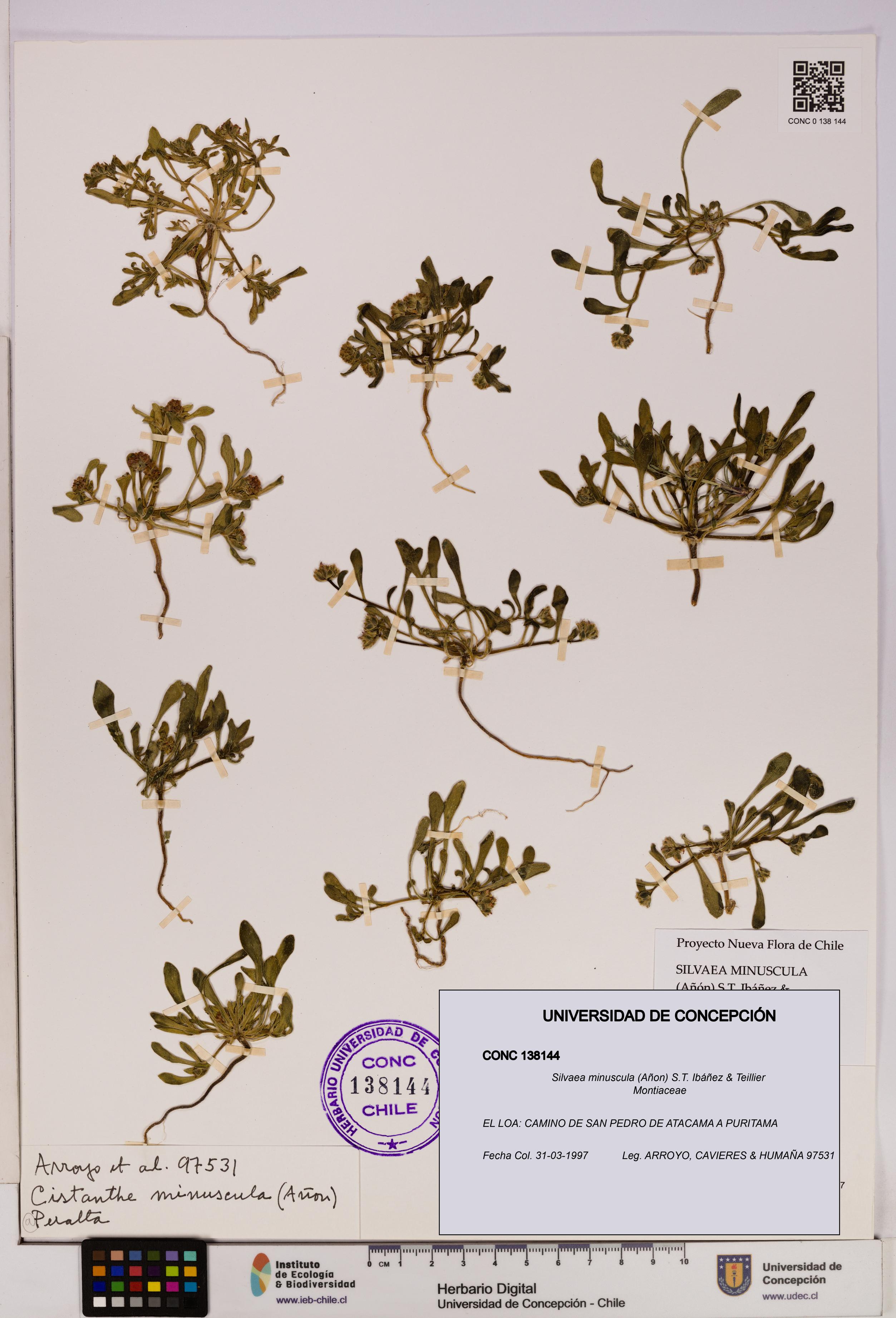 Silvaea minuscula [Espécimen: UDEC:CONC:0138144]