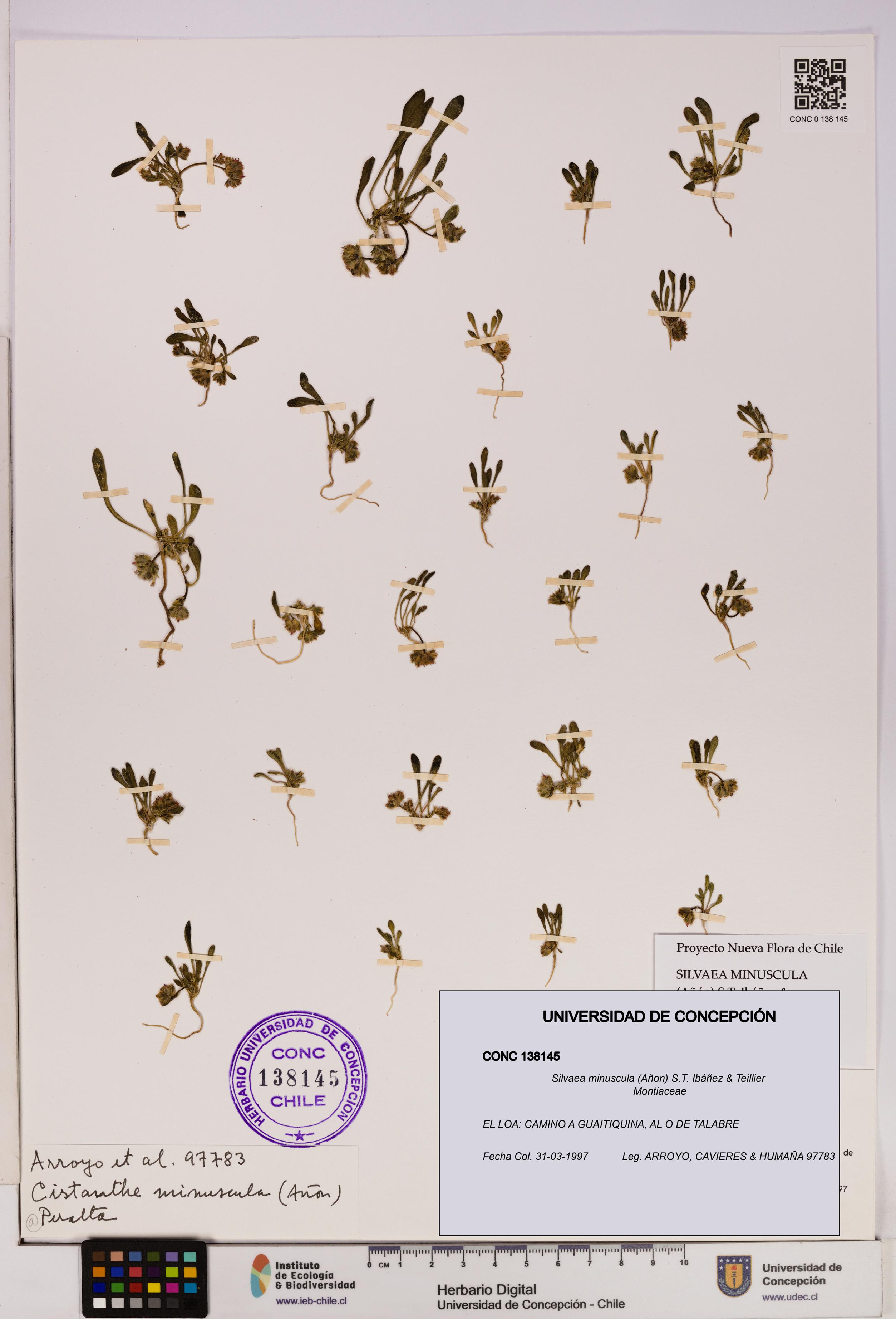 Silvaea minuscula [Espécimen: UDEC:CONC:0138145]