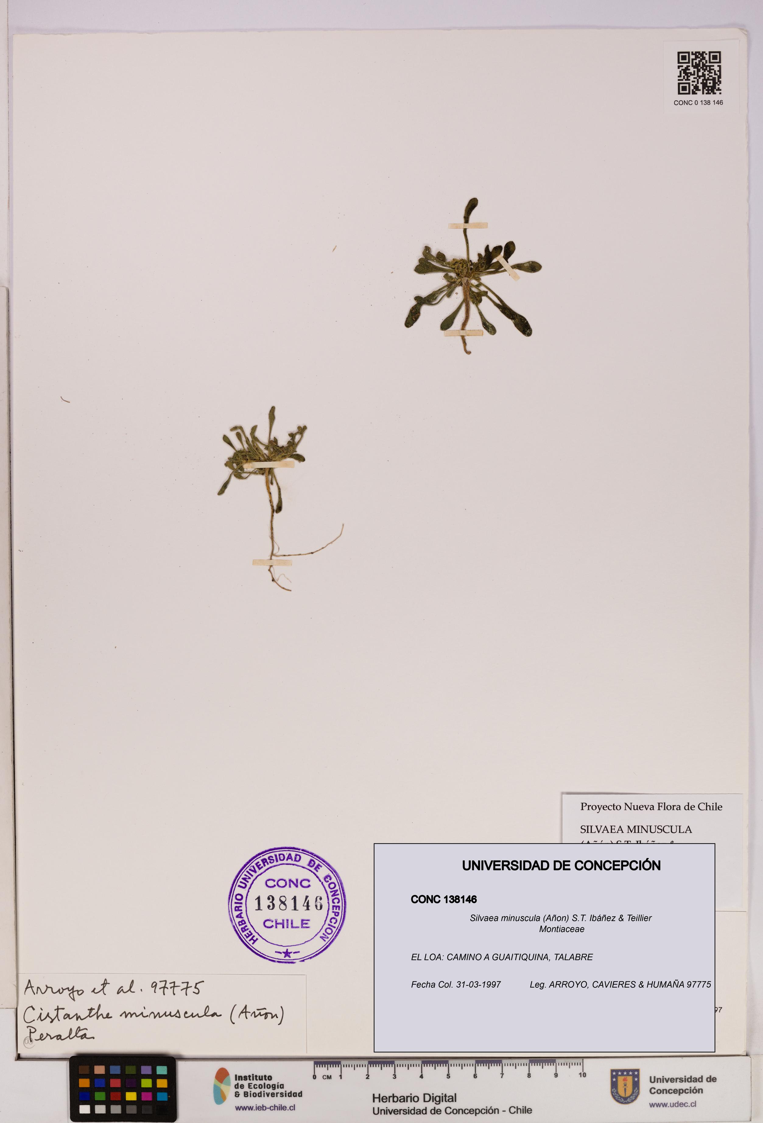 Silvaea minuscula [Espécimen: UDEC:CONC:0138146]