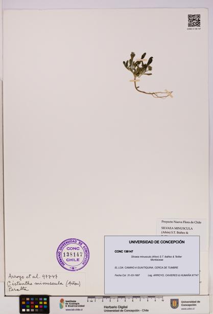 Silvaea minuscula [Espécimen: UDEC:CONC:0138147]