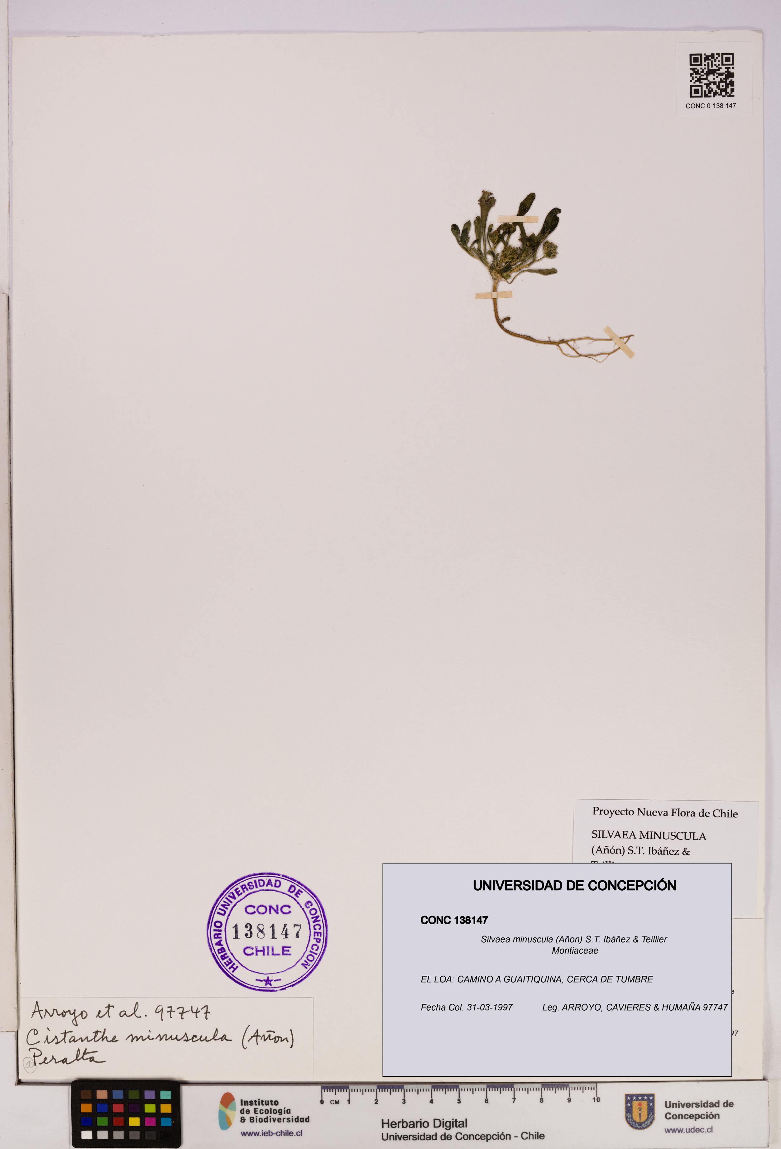 Silvaea minuscula [Espécimen: UDEC:CONC:0138147]