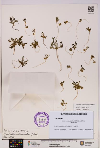 Silvaea minuscula [Espécimen: UDEC:CONC:0138148]
