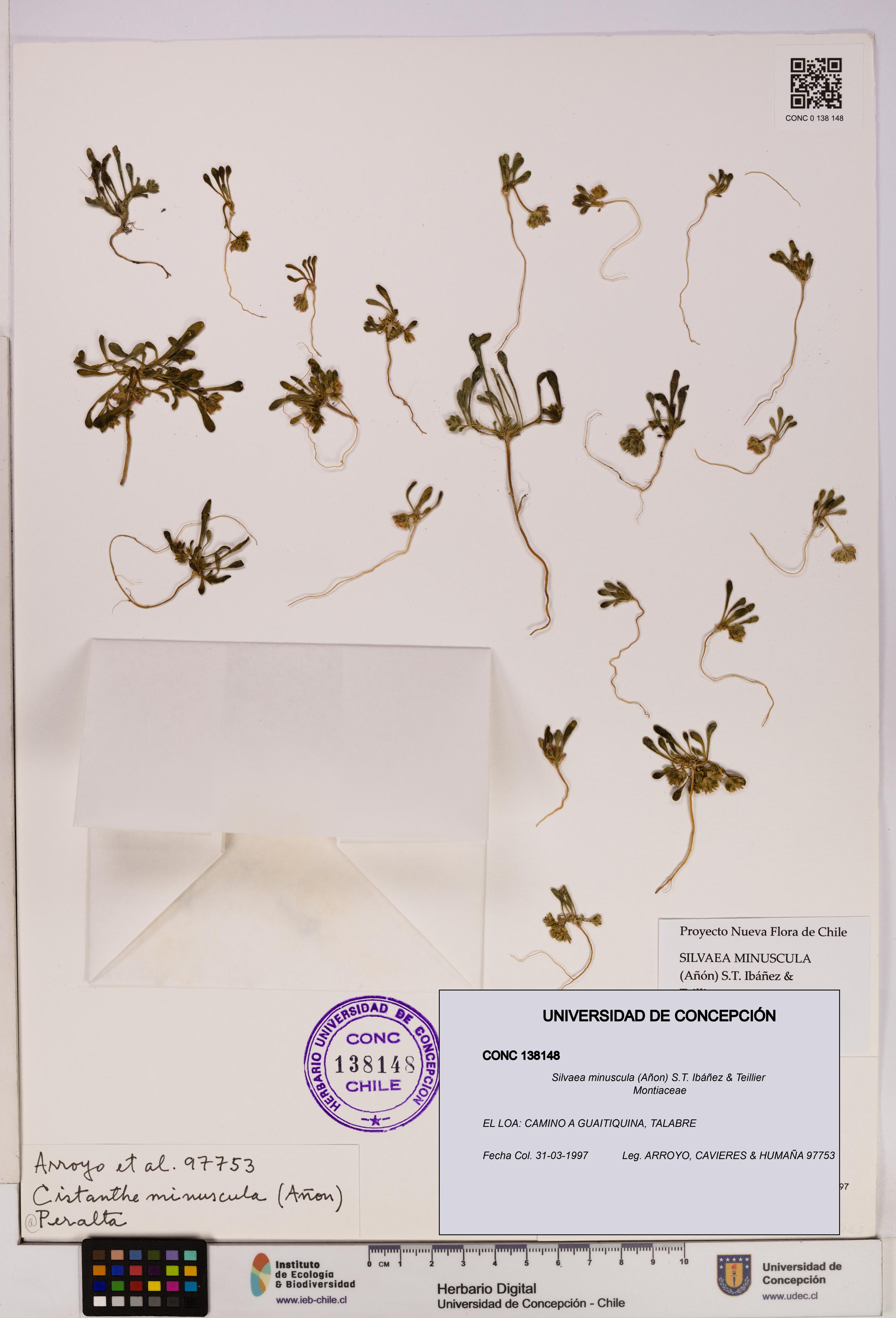Silvaea minuscula [Espécimen: UDEC:CONC:0138148]