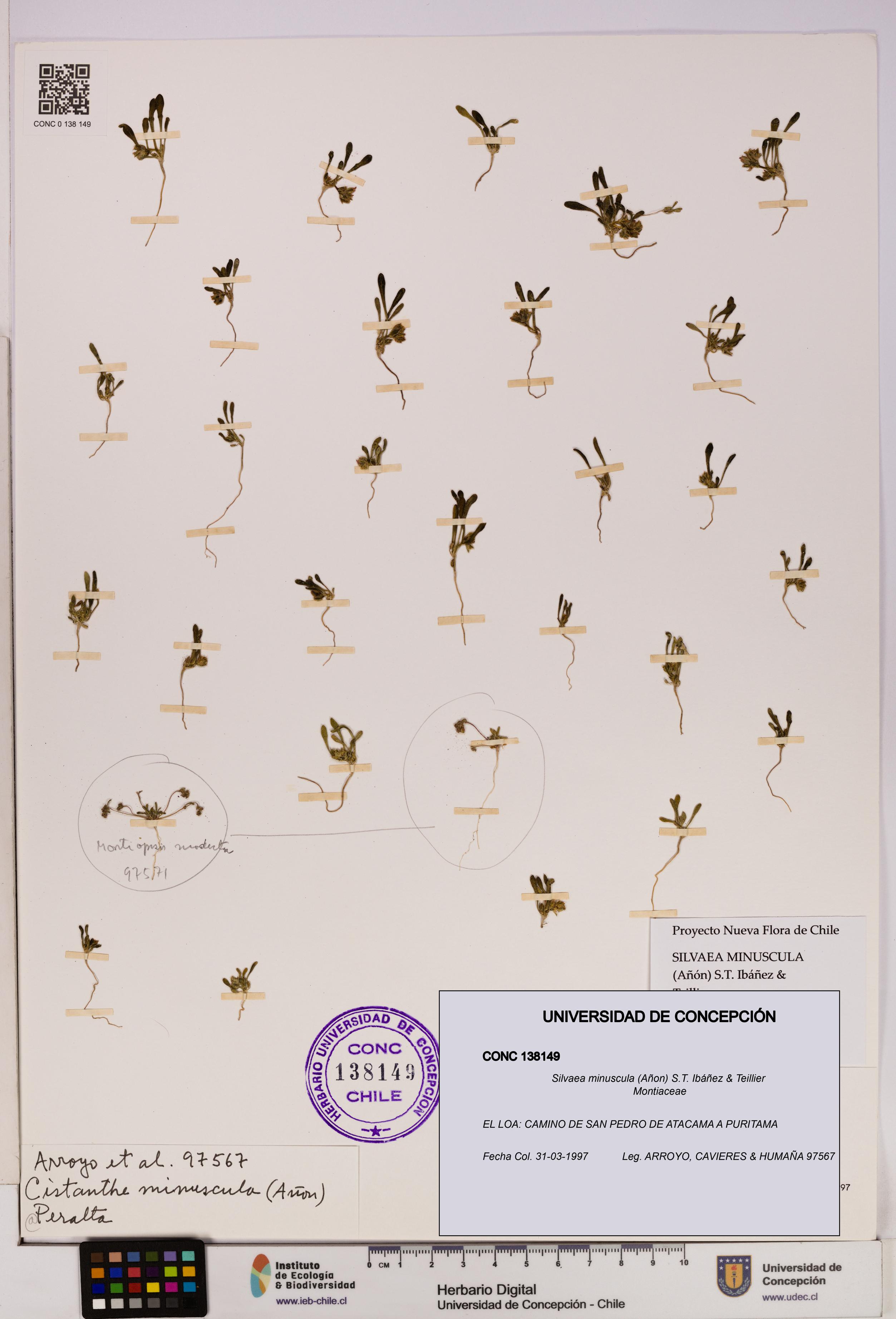 Silvaea minuscula [Espécimen: UDEC:CONC:0138149]
