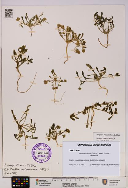 Silvaea minuscula [Espécimen: UDEC:CONC:0138150]