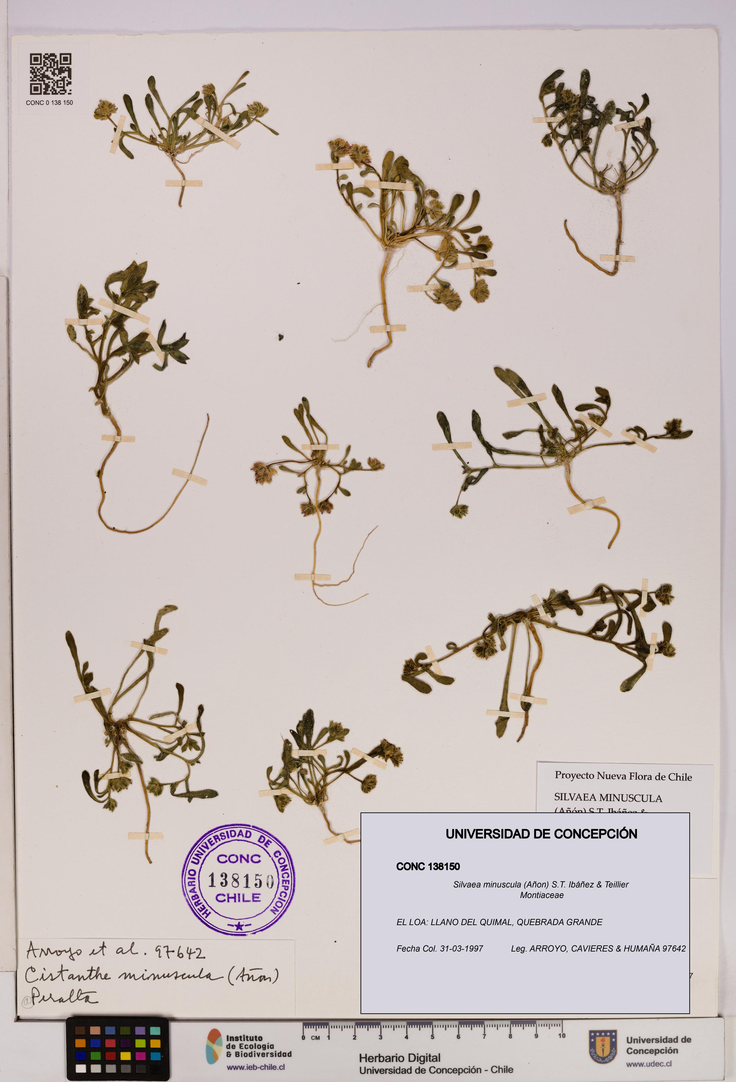 Silvaea minuscula [Espécimen: UDEC:CONC:0138150]