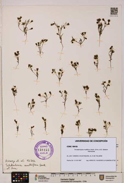 Picradeniopsis multiflora [Espécimen: ]